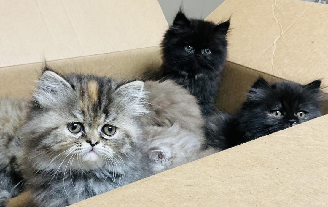 Apple Valley Veterinary Clinic Image