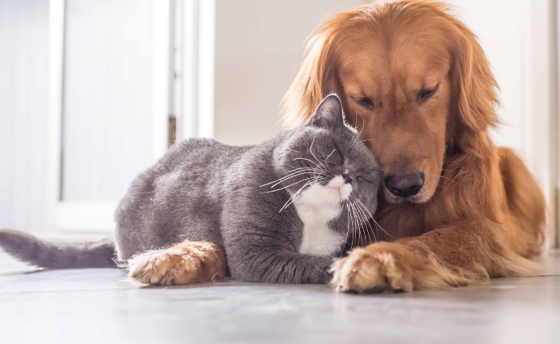 Apple Valley Veterinary Clinic Image