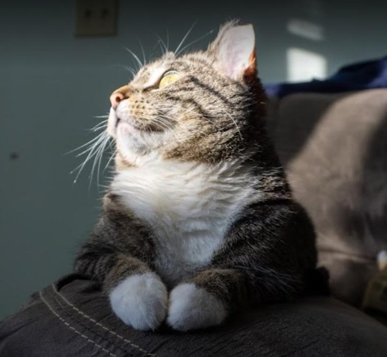 Apple Valley Veterinary Clinic Image