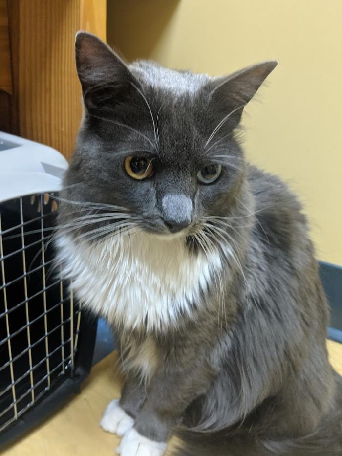 Southern Paws Animal Hospital - Lancaster, SC