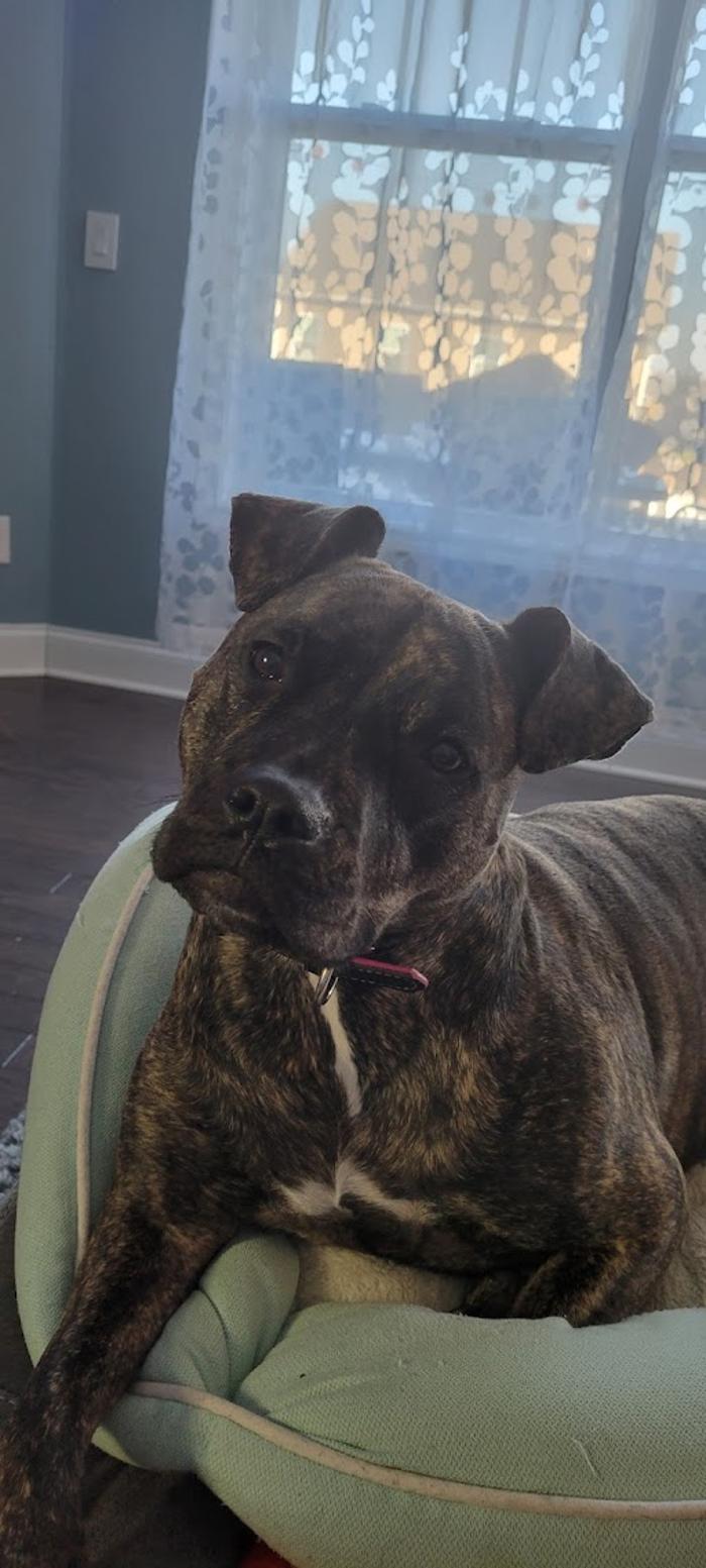Southern Paws Animal Hospital - Lancaster, SC