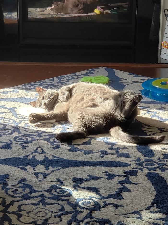 Southern Paws Animal Hospital - Lancaster, SC