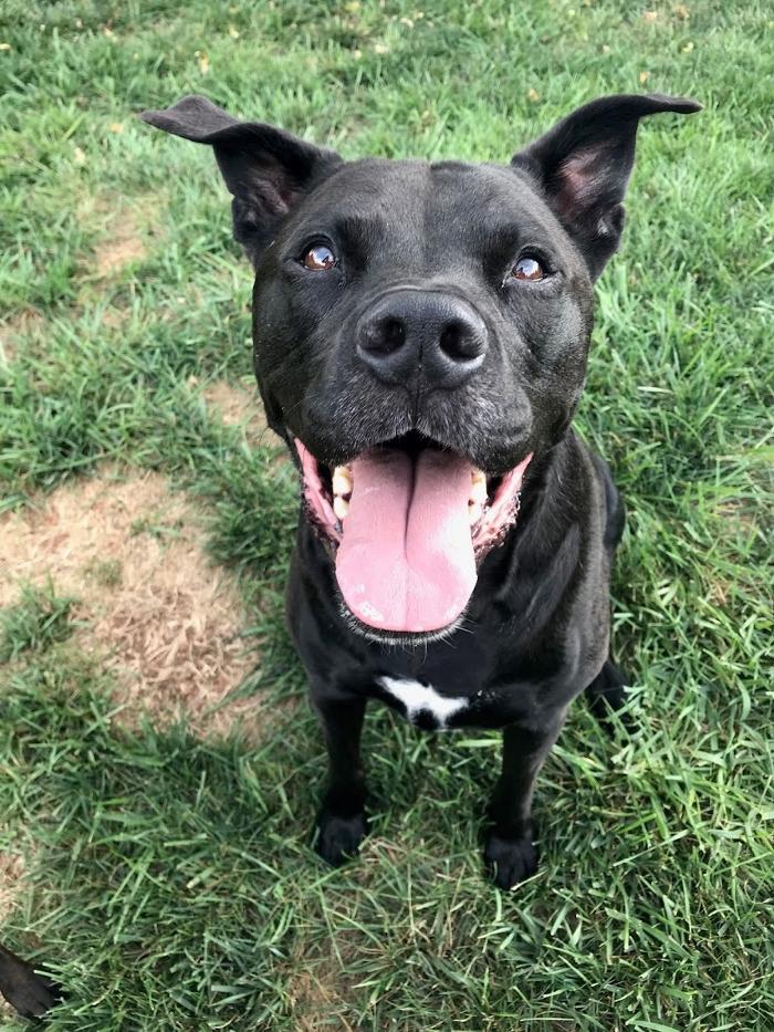 Southern Paws Animal Hospital - Lancaster, SC