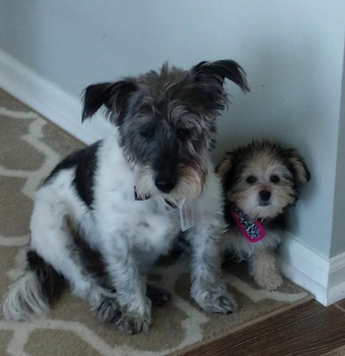 Southern Paws Animal Hospital - Lancaster, SC