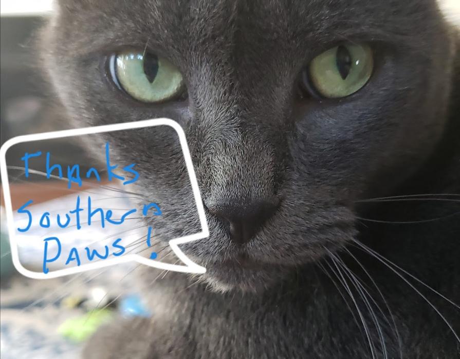 Southern Paws Animal Hospital - Lancaster, SC