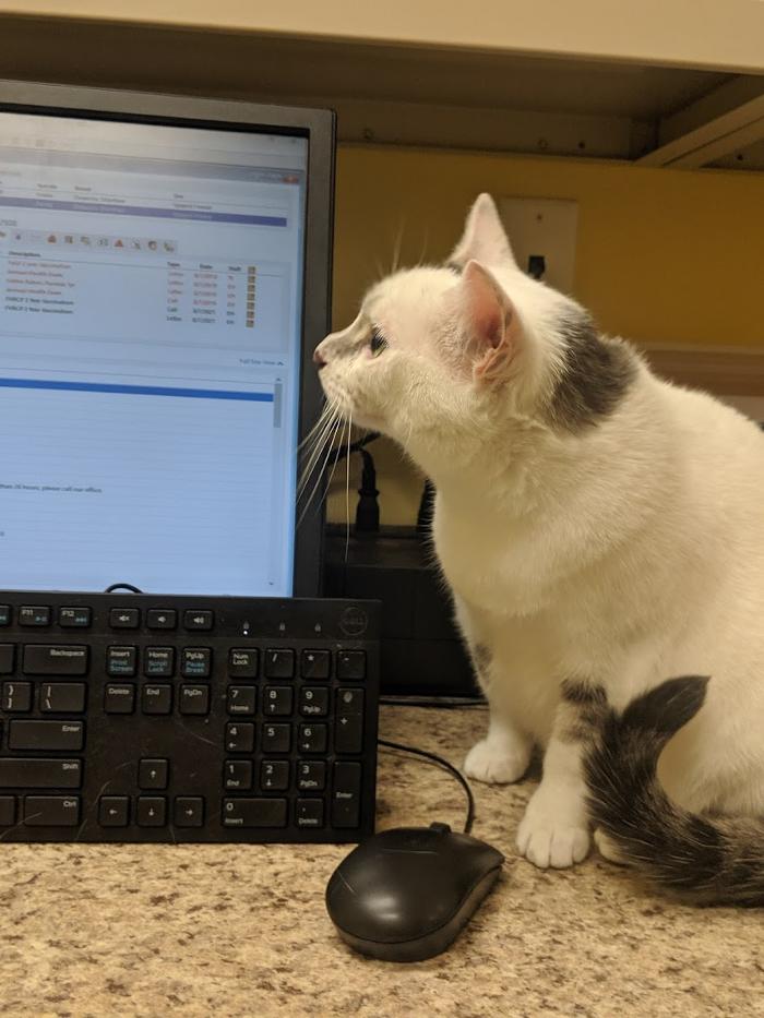 Southern Paws Animal Hospital - Lancaster, SC