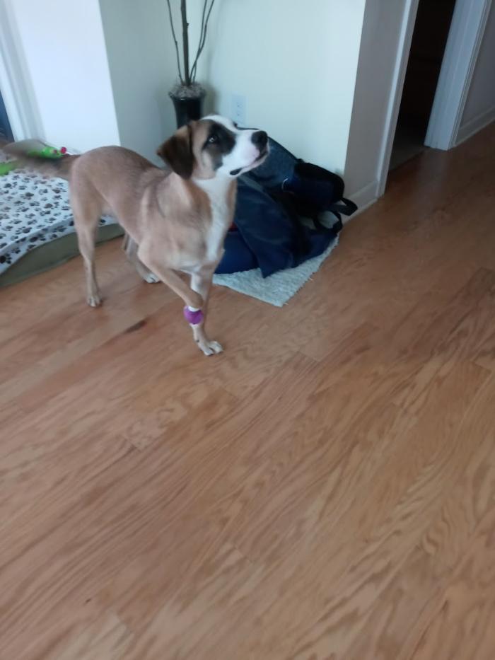 Southern Paws Animal Hospital - Lancaster, SC