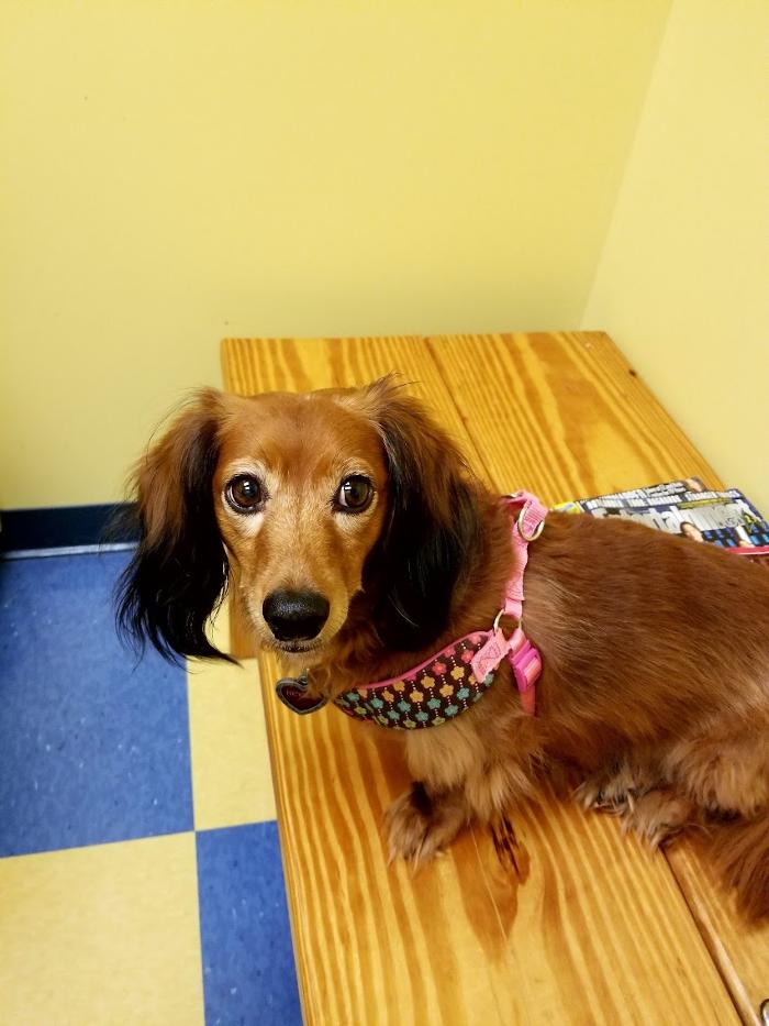 Southern Paws Animal Hospital - Lancaster, SC