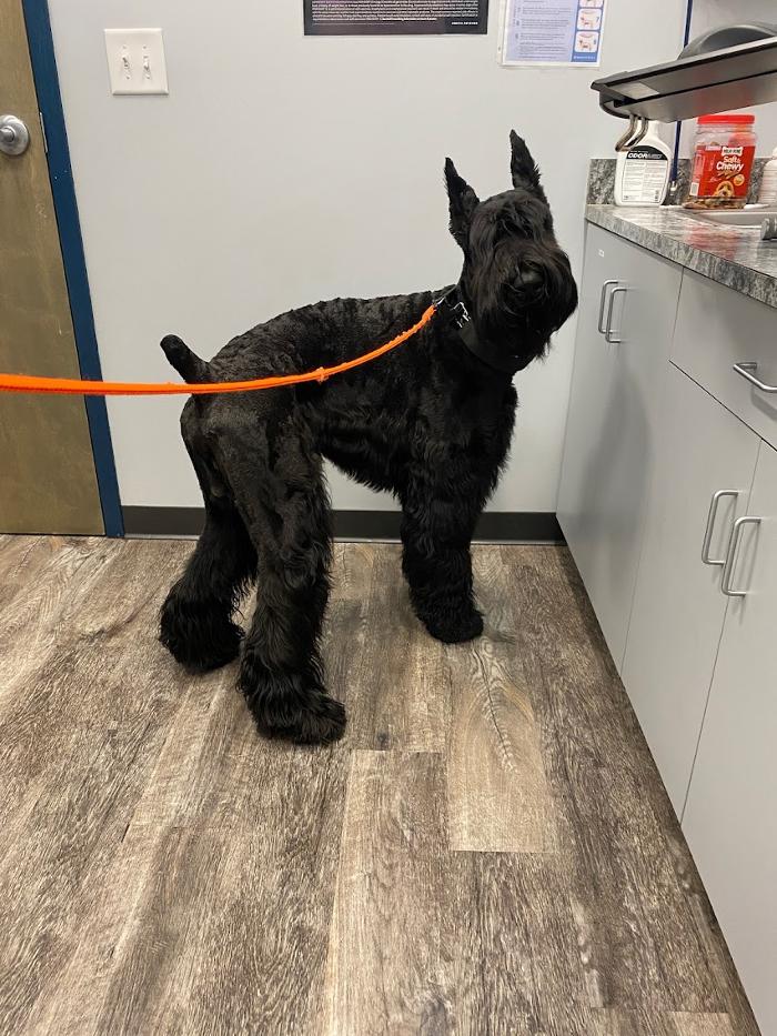 Southern Paws Animal Hospital - Lancaster, SC
