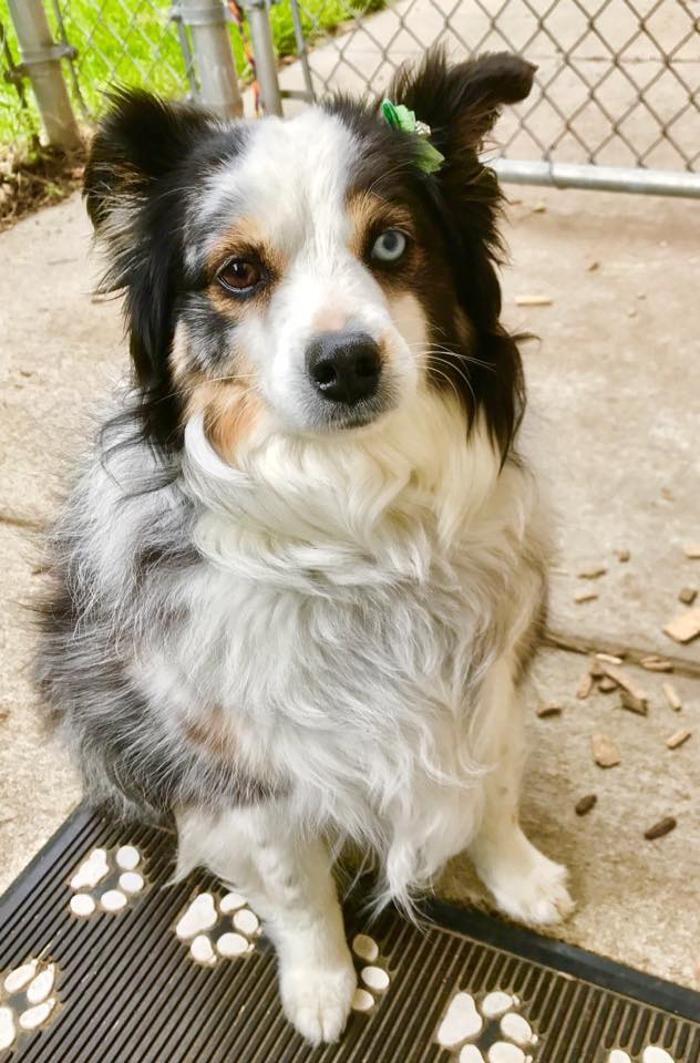 Gentle Doctor Animal Hospital - Omaha, NE