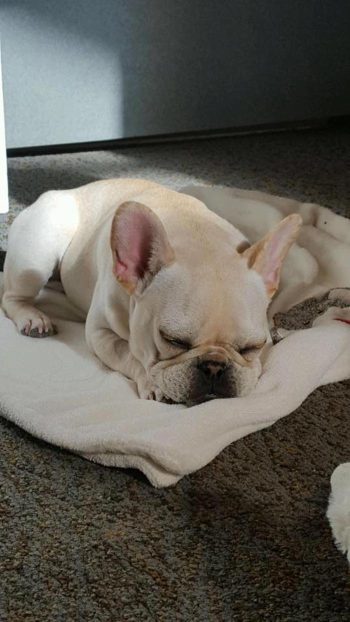 Gentle Doctor Animal Hospital - Omaha, NE