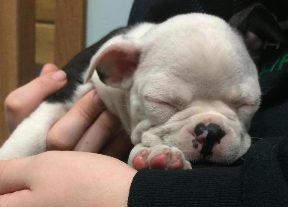 Gentle Doctor Animal Hospital - Omaha, NE