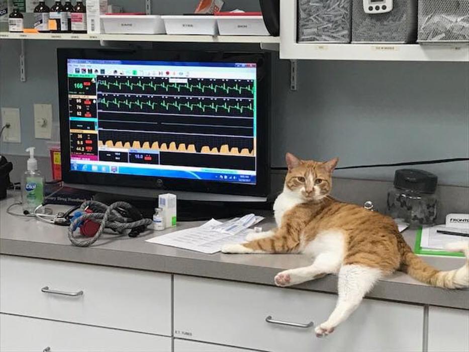 Gentle Doctor Animal Hospital - Omaha, NE