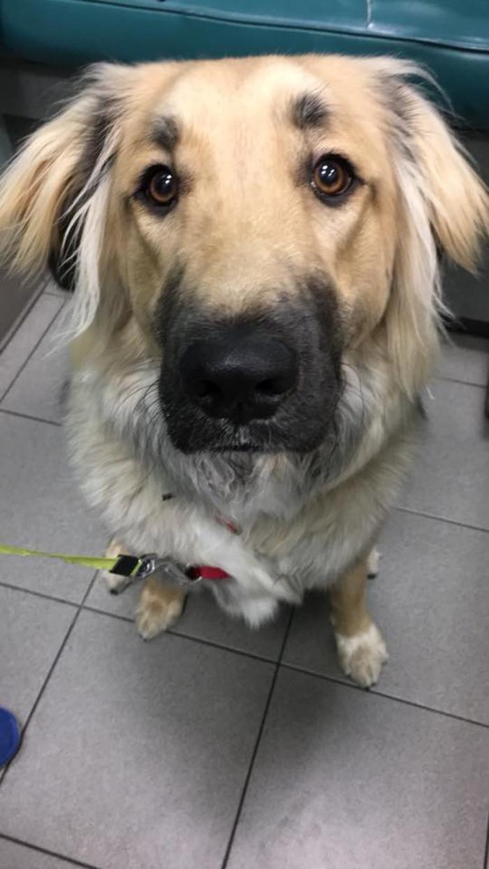 Gentle Doctor Animal Hospital - Omaha, NE