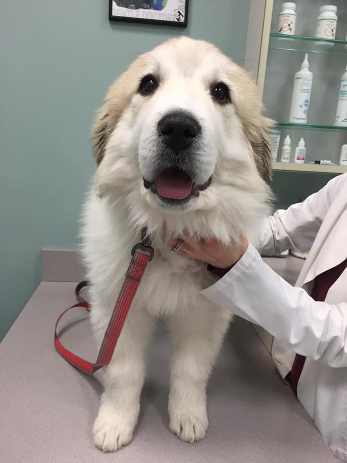 Gentle Doctor Animal Hospital - Omaha, NE