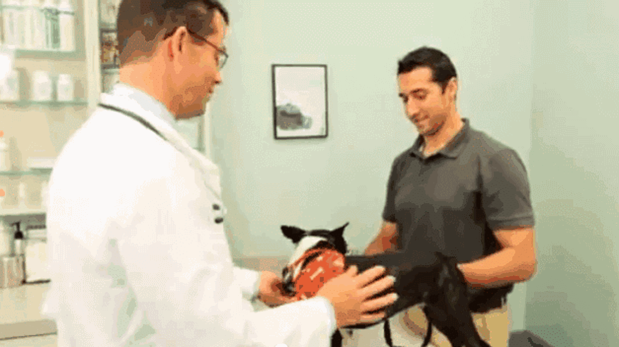 Gentle Doctor Animal Hospital - Omaha, NE