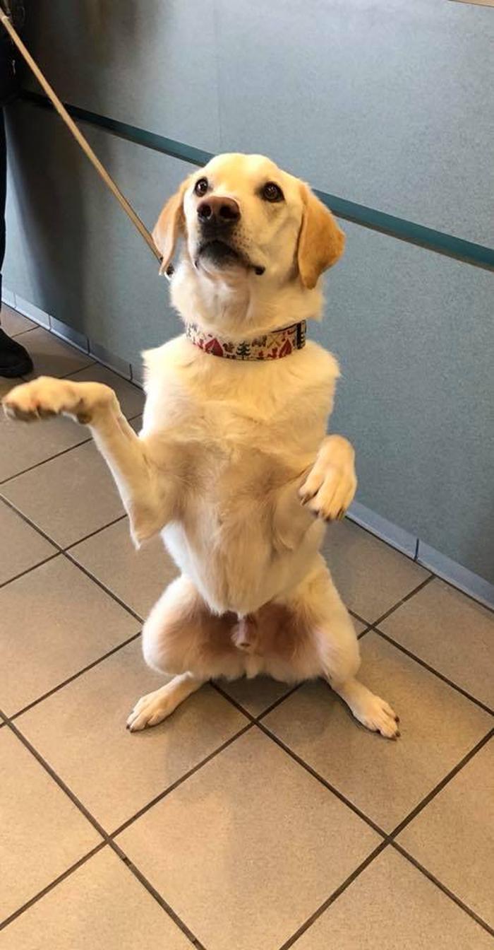 Gentle Doctor Animal Hospital - Omaha, NE