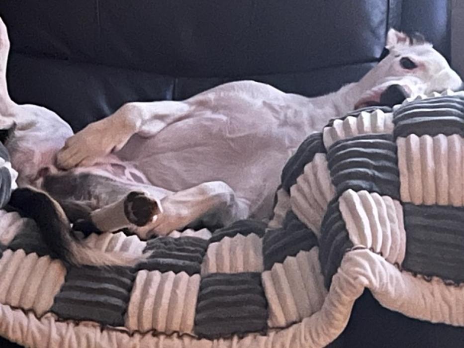 Gentle Doctor Animal Hospital - Omaha, NE