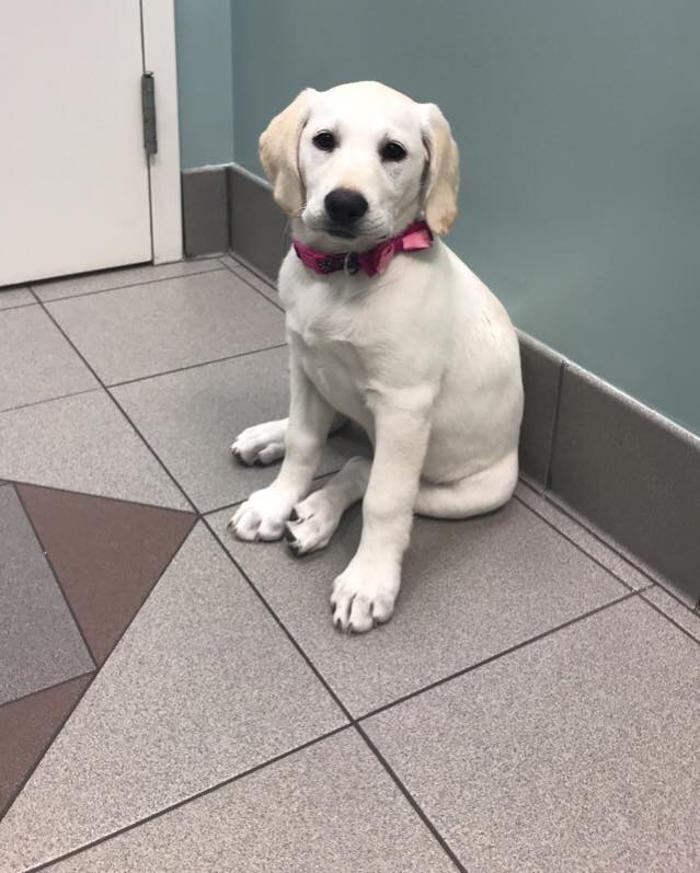 Gentle Doctor Animal Hospital - Omaha, NE