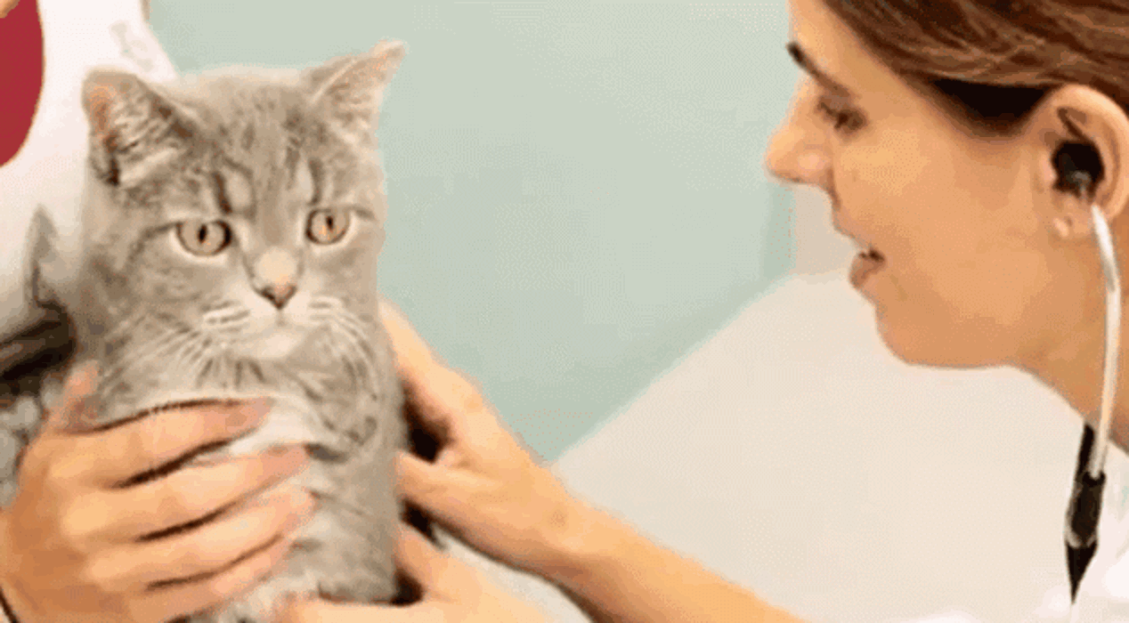 Gentle Doctor Animal Hospital - Omaha, NE