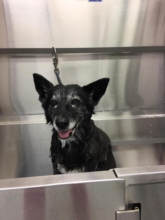 Gentle Doctor Animal Hospital - Omaha, NE