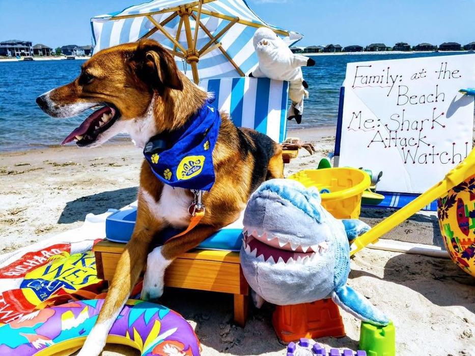 Gentle Doctor Animal Hospital - Omaha, NE