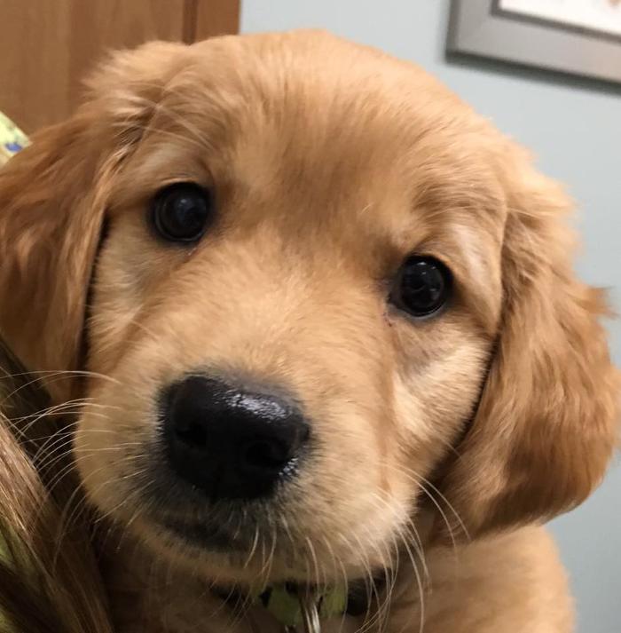 Gentle Doctor Animal Hospital - Omaha, NE