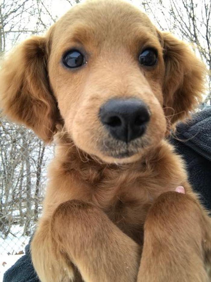 Gentle Doctor Animal Hospital - Omaha, NE