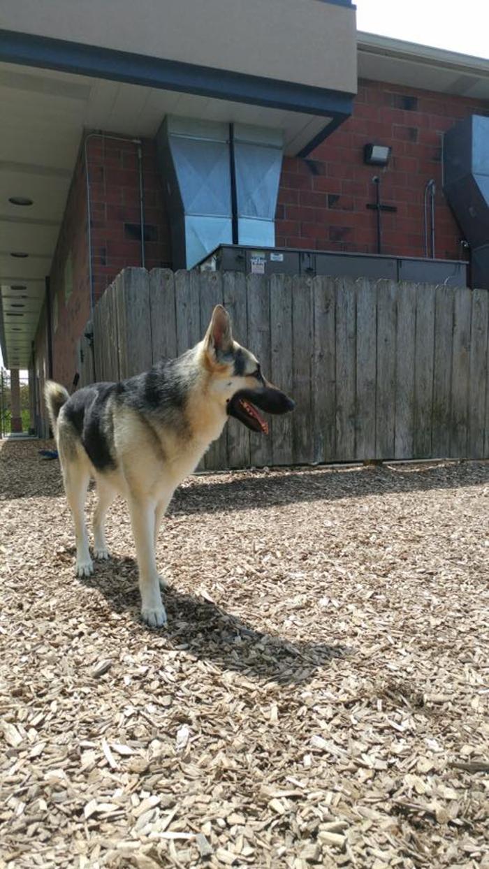 Gentle Doctor Animal Hospital - Omaha, NE