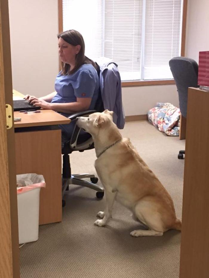 Gentle Doctor Animal Hospital - Omaha, NE