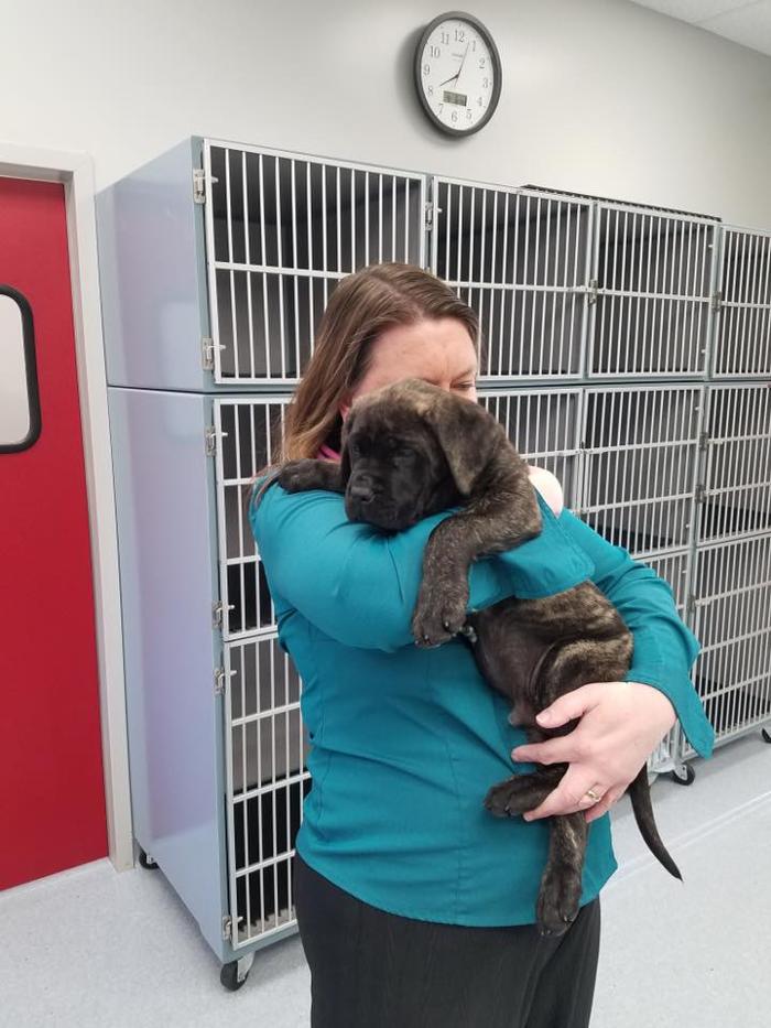 Gentle Doctor Animal Hospital - Omaha, NE