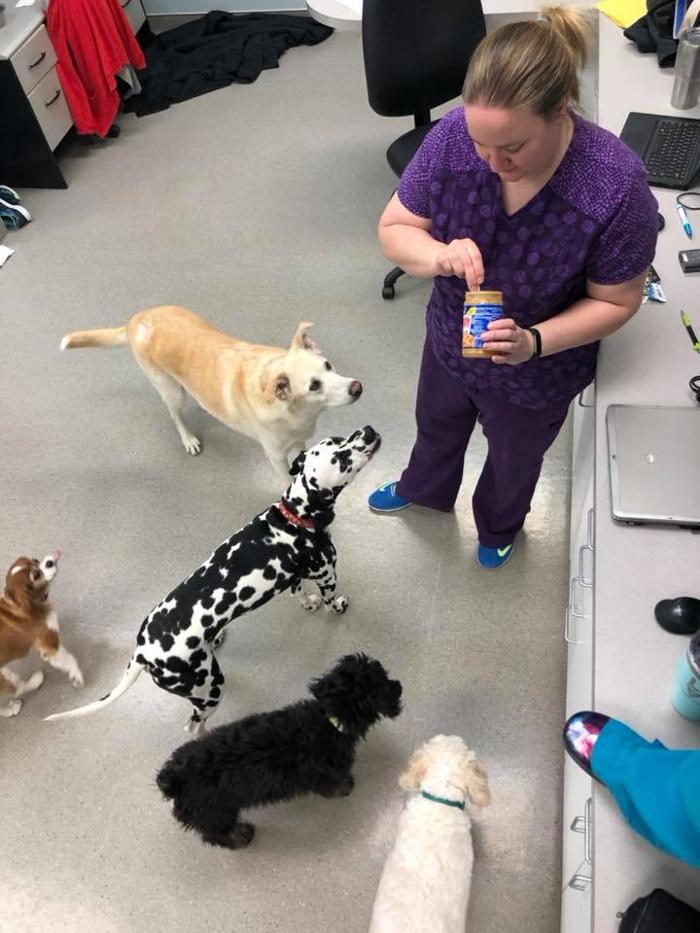 Gentle Doctor Animal Hospital - Omaha, NE