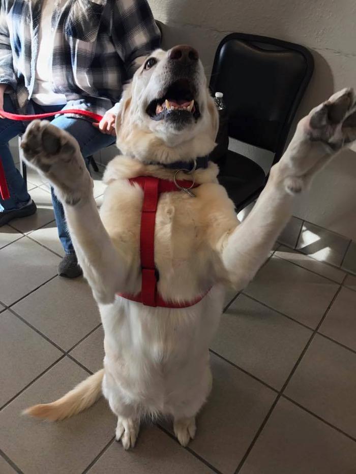 Gentle Doctor Animal Hospital - Omaha, NE