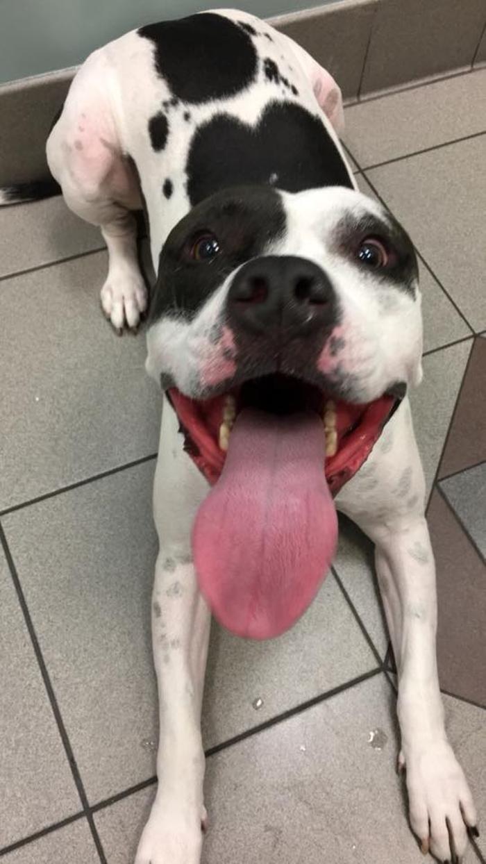 Gentle Doctor Animal Hospital - Omaha, NE