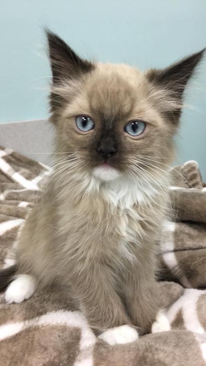 Gentle Doctor Animal Hospital - Omaha, NE