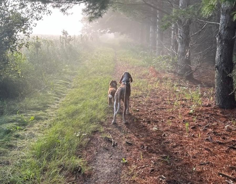 Gentle Doctor Animal Hospital - Omaha, NE