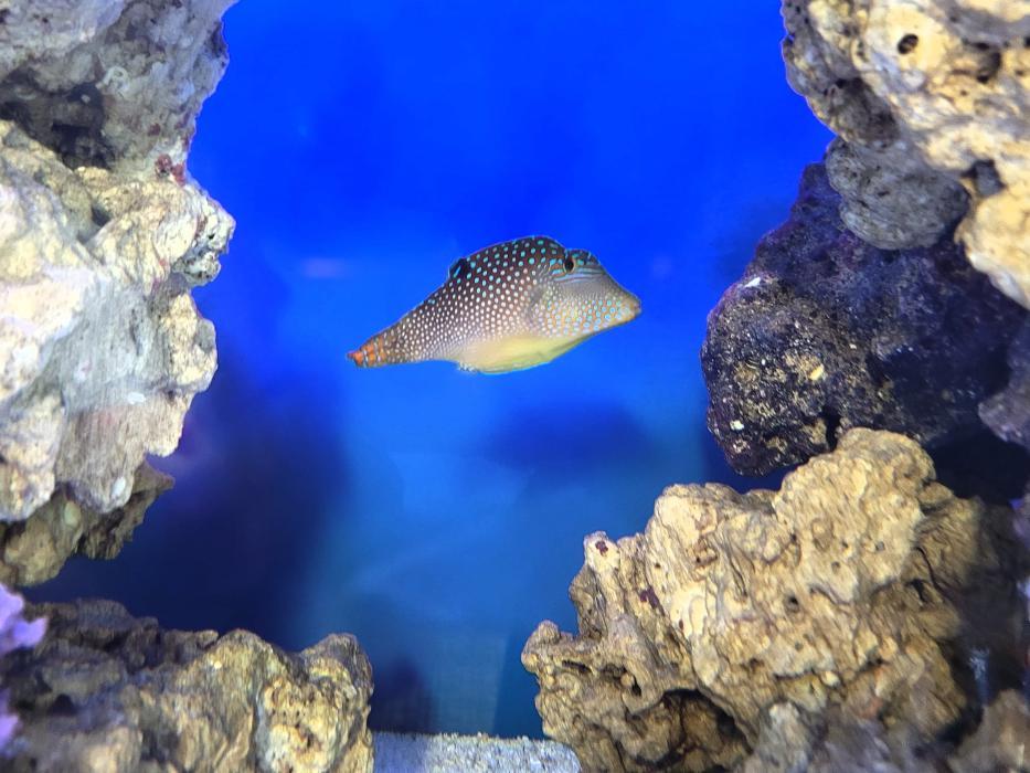 Vachon Dental - Manchester, NH