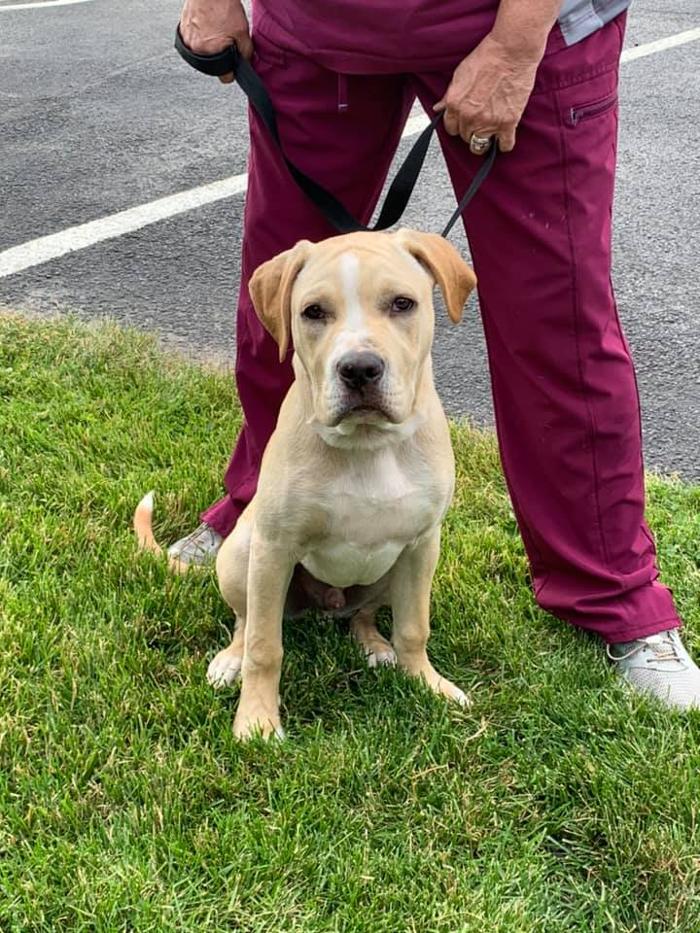 State College Veterinary Hospital - State College, PA