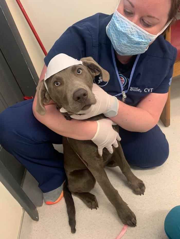 State College Veterinary Hospital - State College, PA