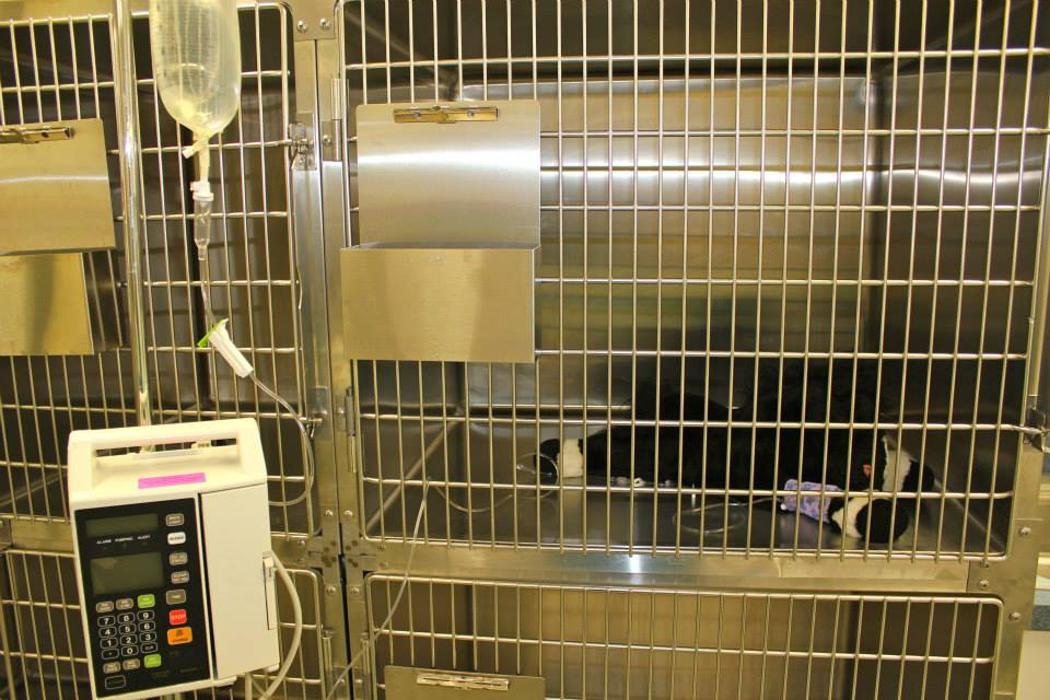 State College Veterinary Hospital - State College, PA