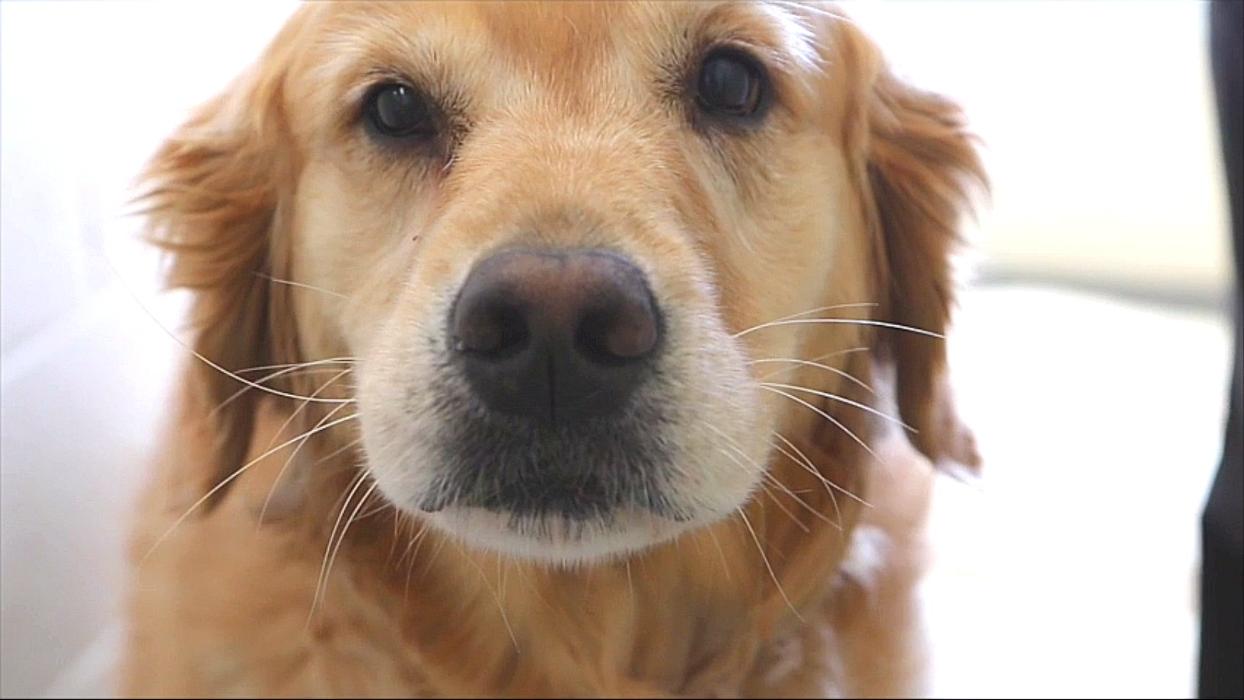 State College Veterinary Hospital - State College, PA