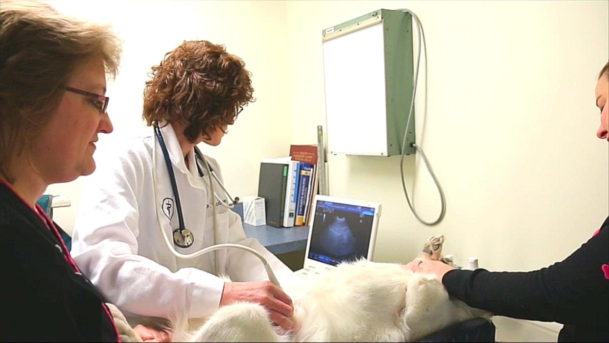 State College Veterinary Hospital - State College, PA