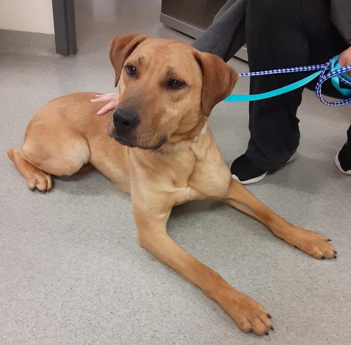 State College Veterinary Hospital - State College, PA