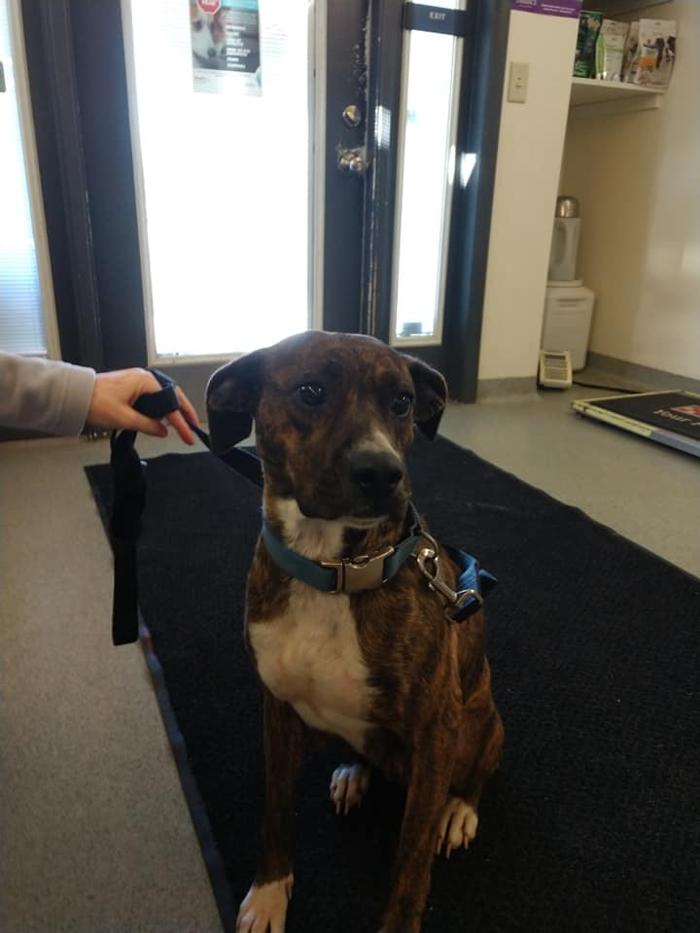 State College Veterinary Hospital - State College, PA