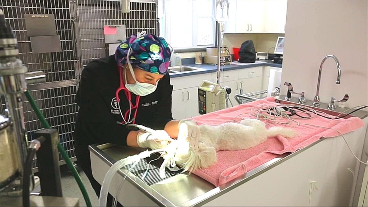 State College Veterinary Hospital - State College, PA