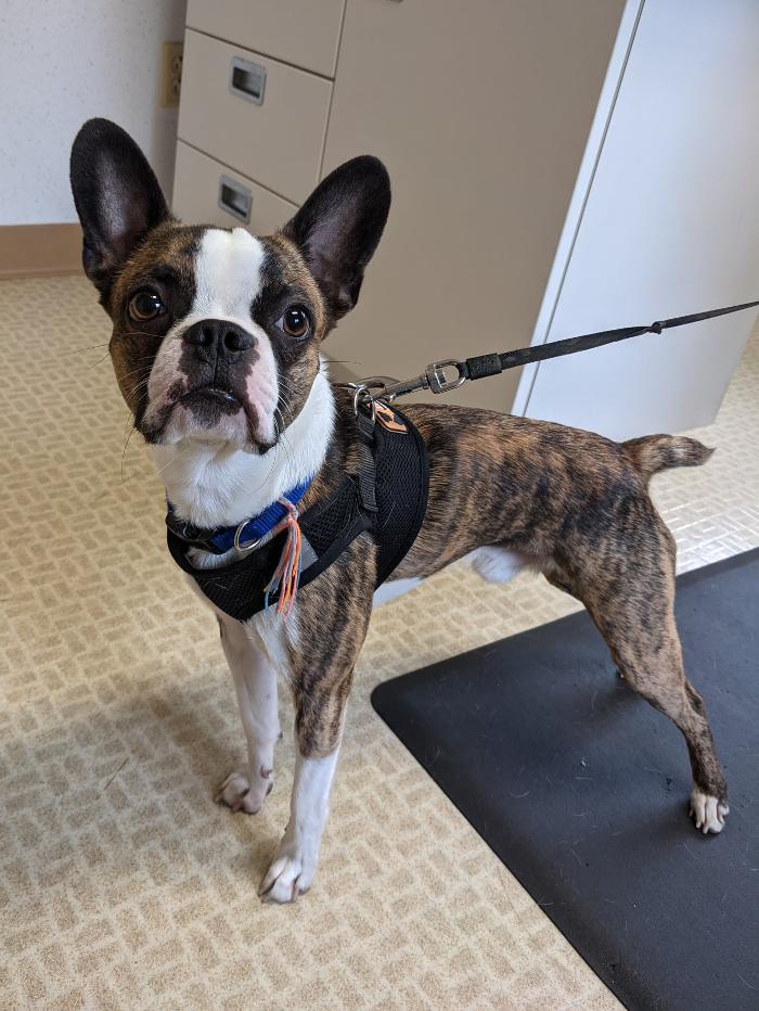 Chestnut Ridge Animal Clinic Image