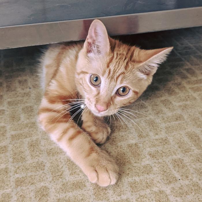 Chestnut Ridge Animal Clinic Image