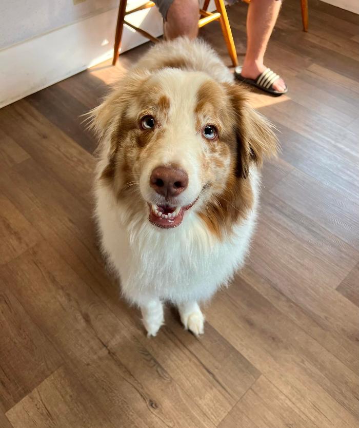 Chestnut Ridge Animal Clinic Image