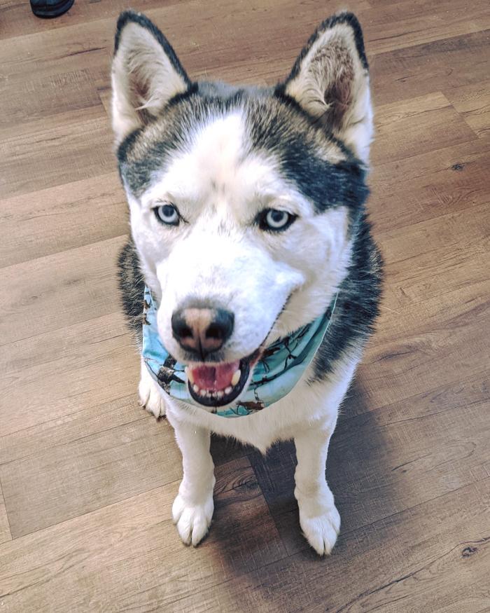 Chestnut Ridge Animal Clinic Image