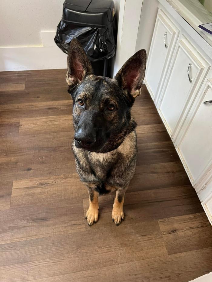 Chestnut Ridge Animal Clinic Image